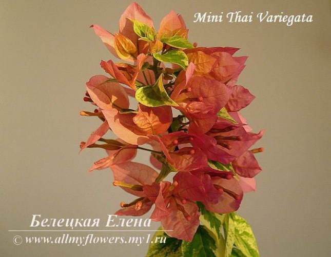 Бугенвиллия Mini Thai Variegata, All My Flowers, bougainvillea Mini Thai Variegata